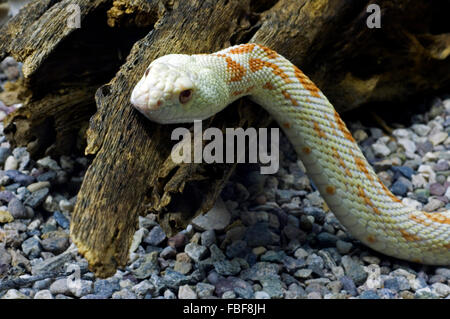 Pacific gopher snake / Sonoran gopher snake / western bullsnake (Pituophis catenifer) endemic to North America Stock Photo