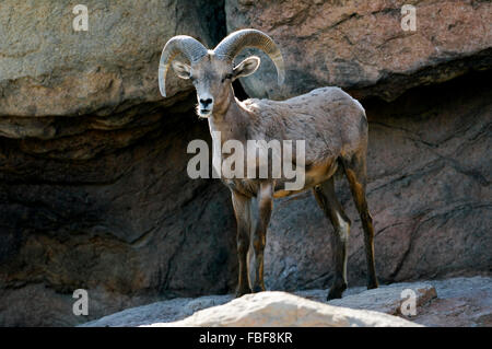 Nelson's bighorn sheep / Desert bighorn sheep (Ovis canadensis nelsoni) male on ledge in rock face, native to US deserts, Mexico Stock Photo