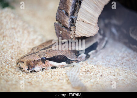 Red-tailed Boa - Boa constrictor Stock Photo