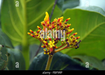 Flower and buds closeup at chapada dos veadeiros,Goias Brazil Stock Photo