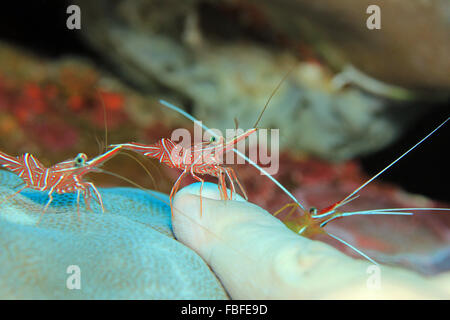 Durban Dancing Shrimps and White-banded Cleaner Shrimp Cleaning a Finger. Padang Bai, Bali, Indonesia Stock Photo