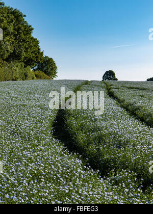 Flax (Linum usitatissimum) Linseed. growing in a field. England, UK. Stock Photo
