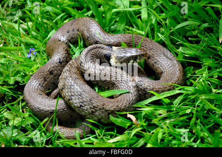 Grass snake curled up in the grass UK Stock Photo