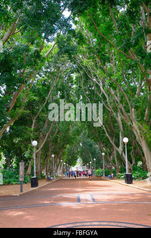 Hyde Park Central Sydney Australia New South Wales AU Stock Photo