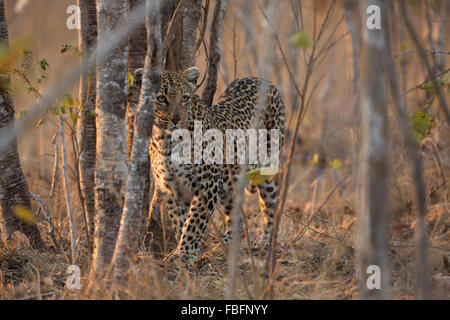 Frontal view of a leopard walking Stock Photo
