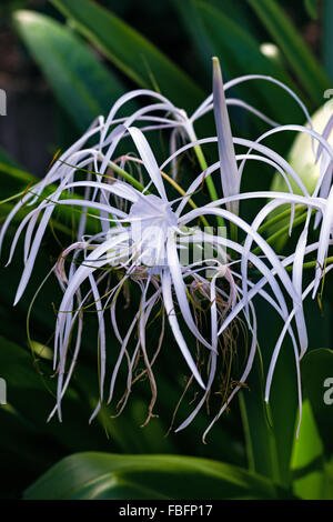 Spider lily white tropical flower in Tobago Caribbean ornamental variegated hymenocallis Caribaea Stock Photo