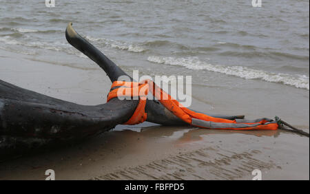 Wangerooge, Germany. 15th Jan, 2016. A tow roap is attached to the ...