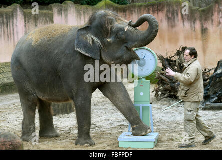 Hanover, Germany. 13th Jan, 2016. Zookeeper Juergen Kruse 'weighs' Asian elephant Manari at the adventure zoo in Hanover, Germany, 13 January 2016. Manari weighs 2,700 kilograms. 2,061 animals of 198 species live in the Hanover Zoo, according to this year's inventory. Photo: HOLGER HOLLEMANN/dpa/Alamy Live News Stock Photo