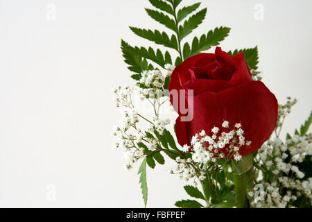 Single Red Rose with Baby's Breath Stock Photo