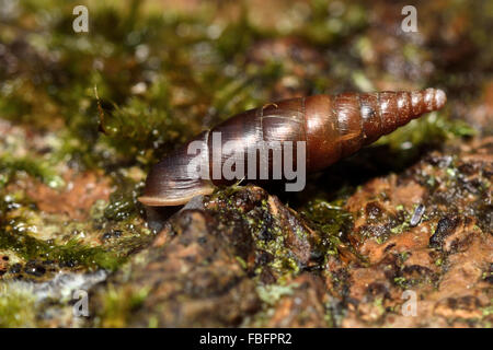 Plaited door snail (Cochlodina laminata). A snail in the family Clausiliidae amongst dead wood and moss Stock Photo