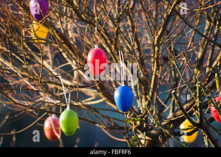 Eggs hanging at a brush as a symbol of Easter Feast. Stock Photo