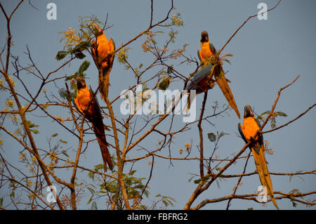 Macaws on a tree, brazilian fauna, birds from the cerrado, chapada dos veadeiros Stock Photo