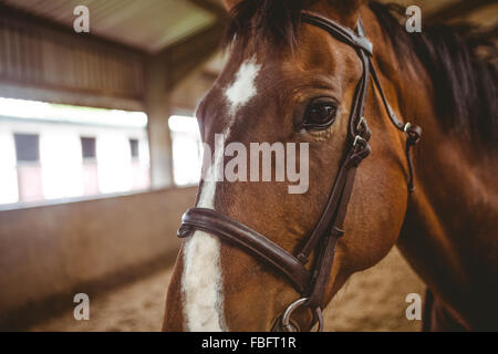 Close up view of horse in paddock Stock Photo