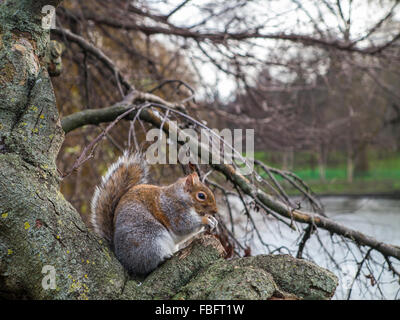 A squirrel eats in a tree in St James's Park in central London Stock Photo