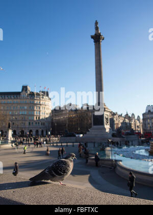 A pigeon in front of Nelson's Column in Trafalgar Square