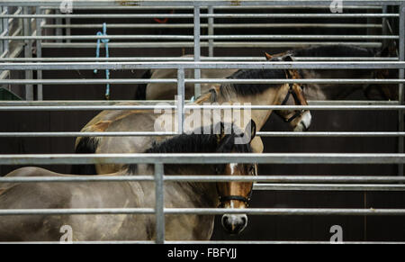 Berlin, Germany. 15th Jan, 2016. Horses rest in stables during the 2016 International Green Week Berlin agriculture fair in Berlin, capital of Germany, on Jan. 15, 2016. A total of 1660 exhibitors from 65 countries and regions participate in the 2016 International Green Week Berlin agriculture fair, which is expected to attract more than 400,000 visitors. © Zhang Fan/Xinhua/Alamy Live News Stock Photo