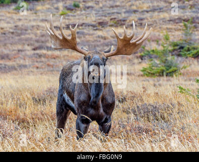 Bull Moose in Alaska during the fall rut Stock Photo