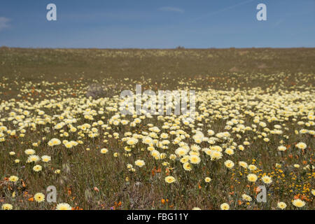 Antelope Valley Poppy Reserve in California, photo taken in spring time. Stock Photo
