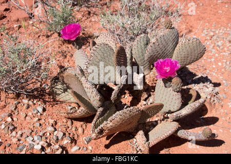 Cacuts blosson at the Valley of Fire, Nevada, USA. Stock Photo