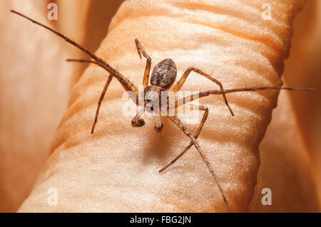 A crab spider perched on the petals of a peach colored lily. Stock Photo