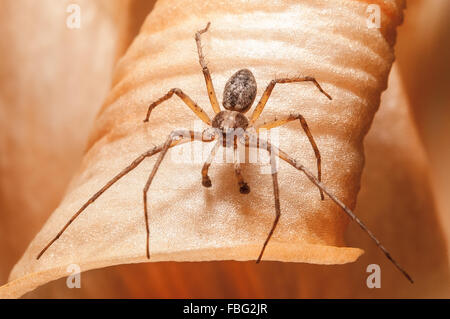 A crab spider perched on the petals of a peach colored lily. Stock Photo