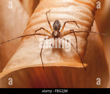 A crab spider perched on the petals of a peach colored lily. Stock Photo