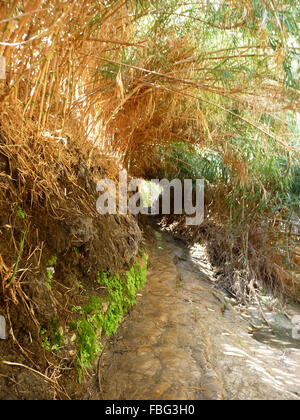 Beautiful hiking trail in Ein Gedi Nature Reserve, Israel Stock Photo