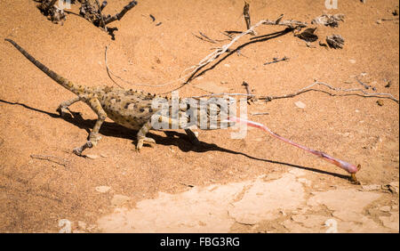 Namaqua chameleon (Chamaeleo namaquensis) nabs a worm with its tongue near Swakopmund in the Namib Desert, Namibia Stock Photo