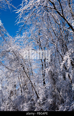 Snow covered trees in a forest in Marion County, Indiana Stock Photo