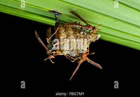 Neotropical Vespid (Polistes sp.) honeycomb nest on a leaf, Yasuni National Park, Ecuador Stock Photo