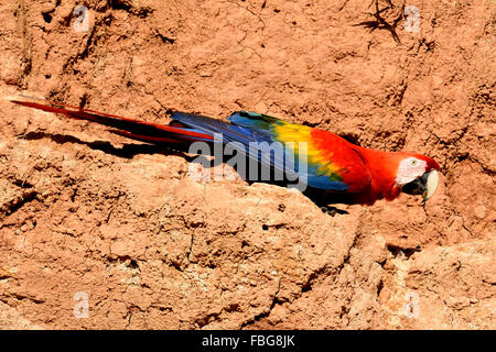 Scarlet Macaw (Ara macao) on clay wall, Manu National Park, UNESCO World Heritage Site, Peru