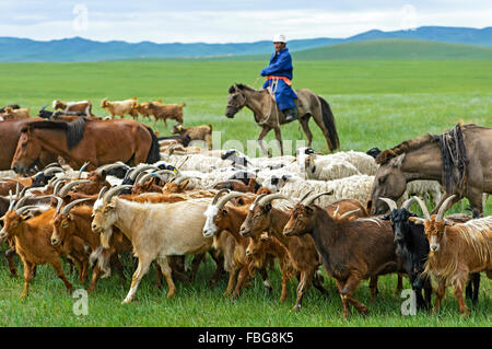 Mongolian nomad on horse, herding cashmere goats (Capra hircus laniger ...