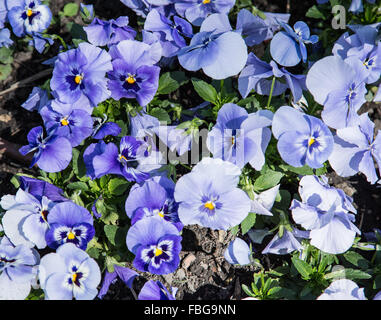Colorful pansy flowers. Close-up shot. Nature background. Stock Photo