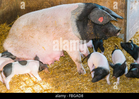 swabian hall sow and piglets, open-air museum, wackershofen, schwäbisch hall, baden-wuerttemberg, germany