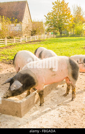 swabian hall pigs, open-air museum, wackershofen, schwaebisch hall, baden-wuerttemberg, germany Stock Photo