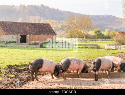 swabian hall pigs, open-air museum, wackershofen, schwaebisch hall, baden-wuerttemberg, germany Stock Photo