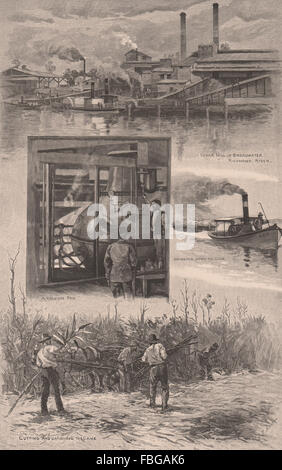 AUSTRALIAN SUGAR INDUSTRY. Broadwater Mill, Richmond river. Cane. NSW, 1888 Stock Photo