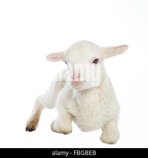 White baby lamb Stock Photo