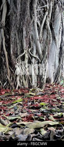 Ancient huge banyan tree with roots growing up trunk and cascade of beautiful fallen leaves in foreground, close up detail Stock Photo