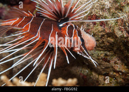 Radiata Lionfish, Pterois radiata, Scorpaenidae, Sharm el Sheikh, Red Sea, Egypt, Stock Photo