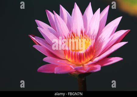 pink lotus flower Stock Photo