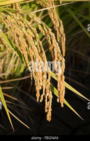 rice field Stock Photo