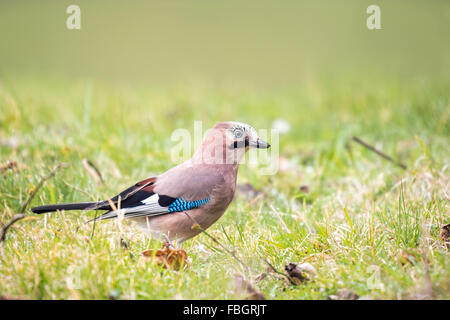 Eurasian jay (Garrulus glandarius) searching in a meadow for insects to feed. Stock Photo