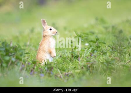 Wild rabbit on the watch hiding in grass Stock Photo