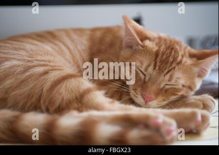 Sleeping Tabby kitten curled up in a ball. Stock Photo