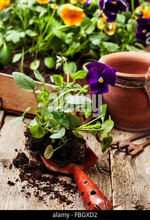 Spring transplant pansies. The box with flowers, pot, scoop on a wooden background Stock Photo