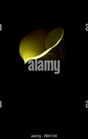 Yellow calla photographed in darkness with light concentrated on the tip of the flower Stock Photo
