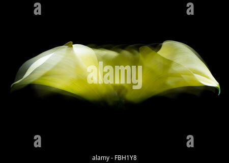 Yellow calla photographed in darkness with light concentrated on the tip of the flower. Long time lighting and continuous moving Stock Photo