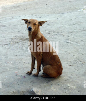 A Cute Stray Dog Sitting on the Beach, Posing for the Camera Stock Photo