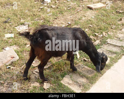 Stray Goat Grazing in an Open Land Stock Photo